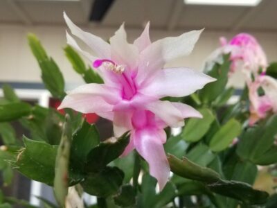 Christmas Cactus